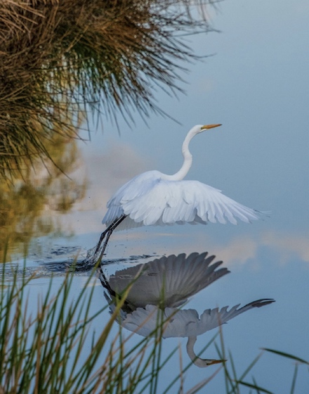 Great Egret Departing: Photograph by Elaine Soulé