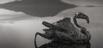 2013 B&W Photograph of calcified flamingo in Tanzania by Nick Brandt