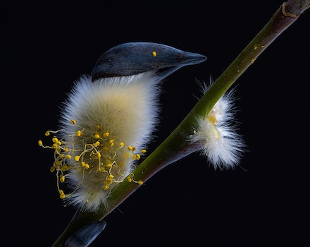 Sørgepil i pollentiden (Weeping willow in pollen season): Photograph by Per Harald Olsen