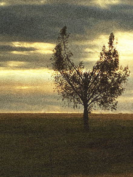 Winged Tree: Photograph by Christopher Woods