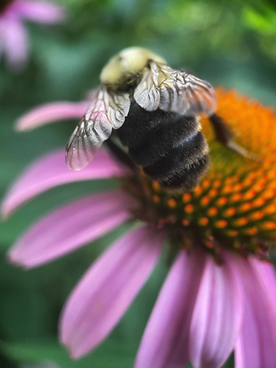 Bumblebee on Echinacea: Photograph © by Gerrie Paino