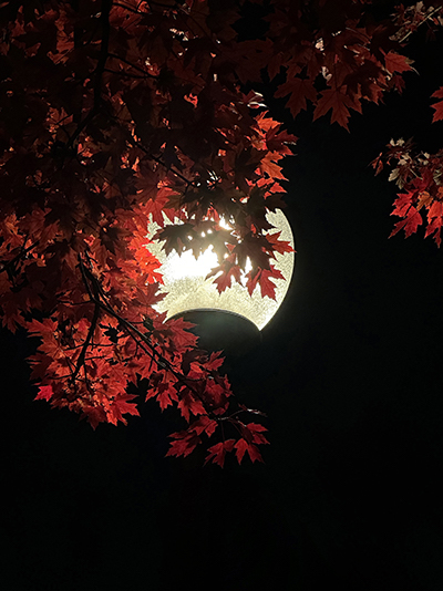 Streetlamp, Berea, Ohio: Photograph © by Gerrie Paino