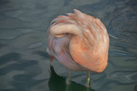 Flamingo Preening: Photograph © by Elaine Soulé