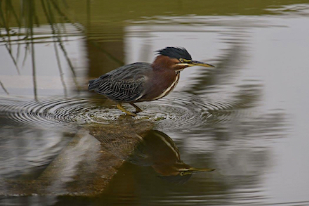 Green Heron: Photograph © by Elaine Soulé