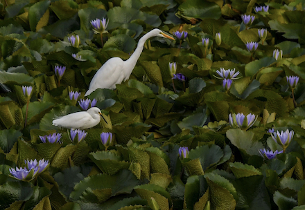 Snowy Egret and Great Egret: Photograph © by Elaine Soulé