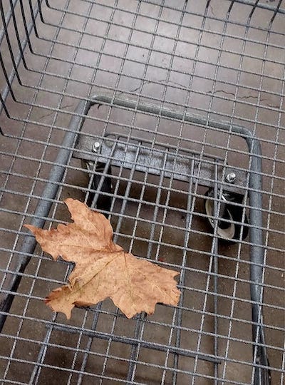 Maple Leaf, Grocery Outlet, 2024: Photograph © by Jonathan Yungkans